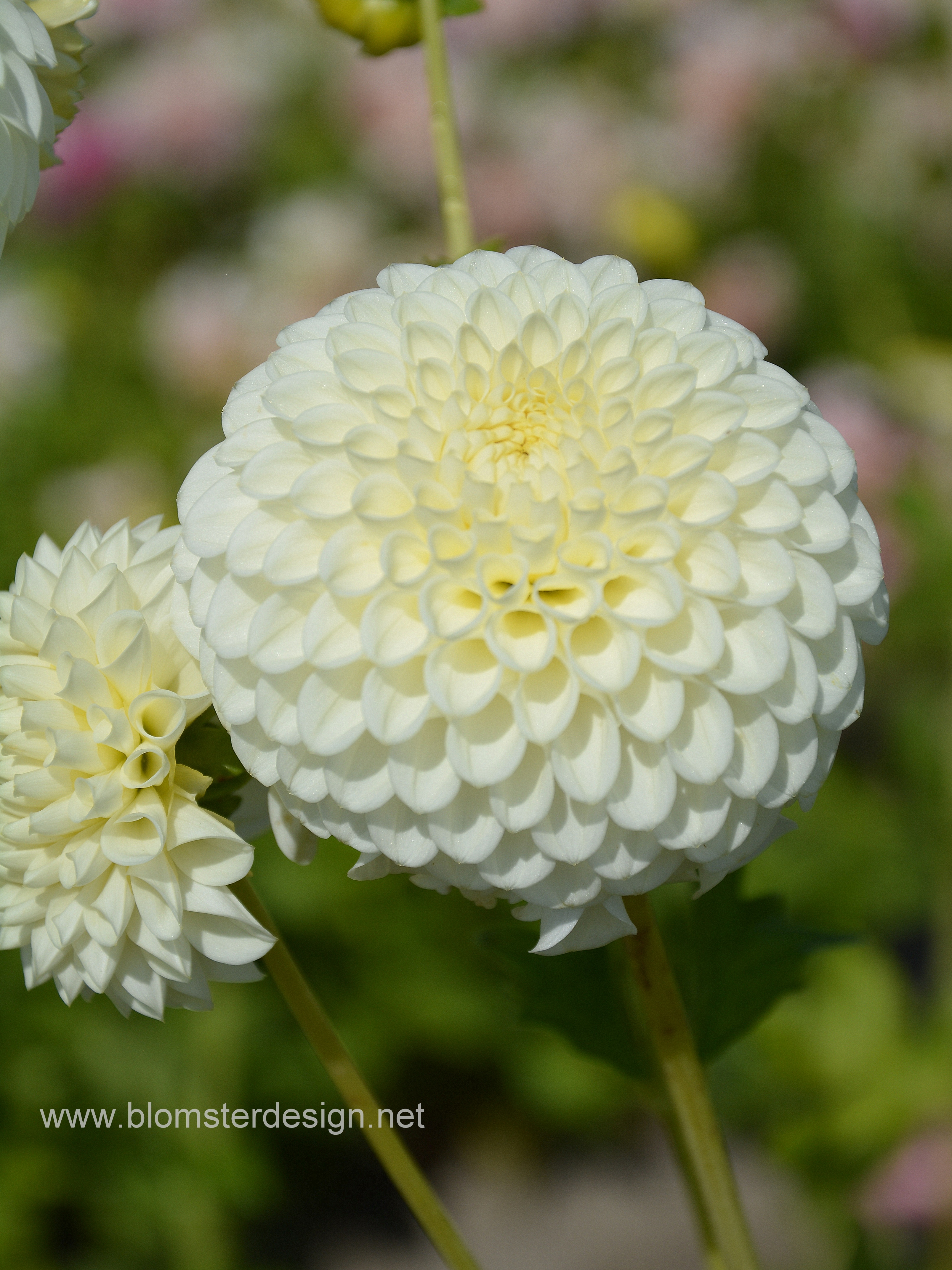 Dahlia Snowflake - 3