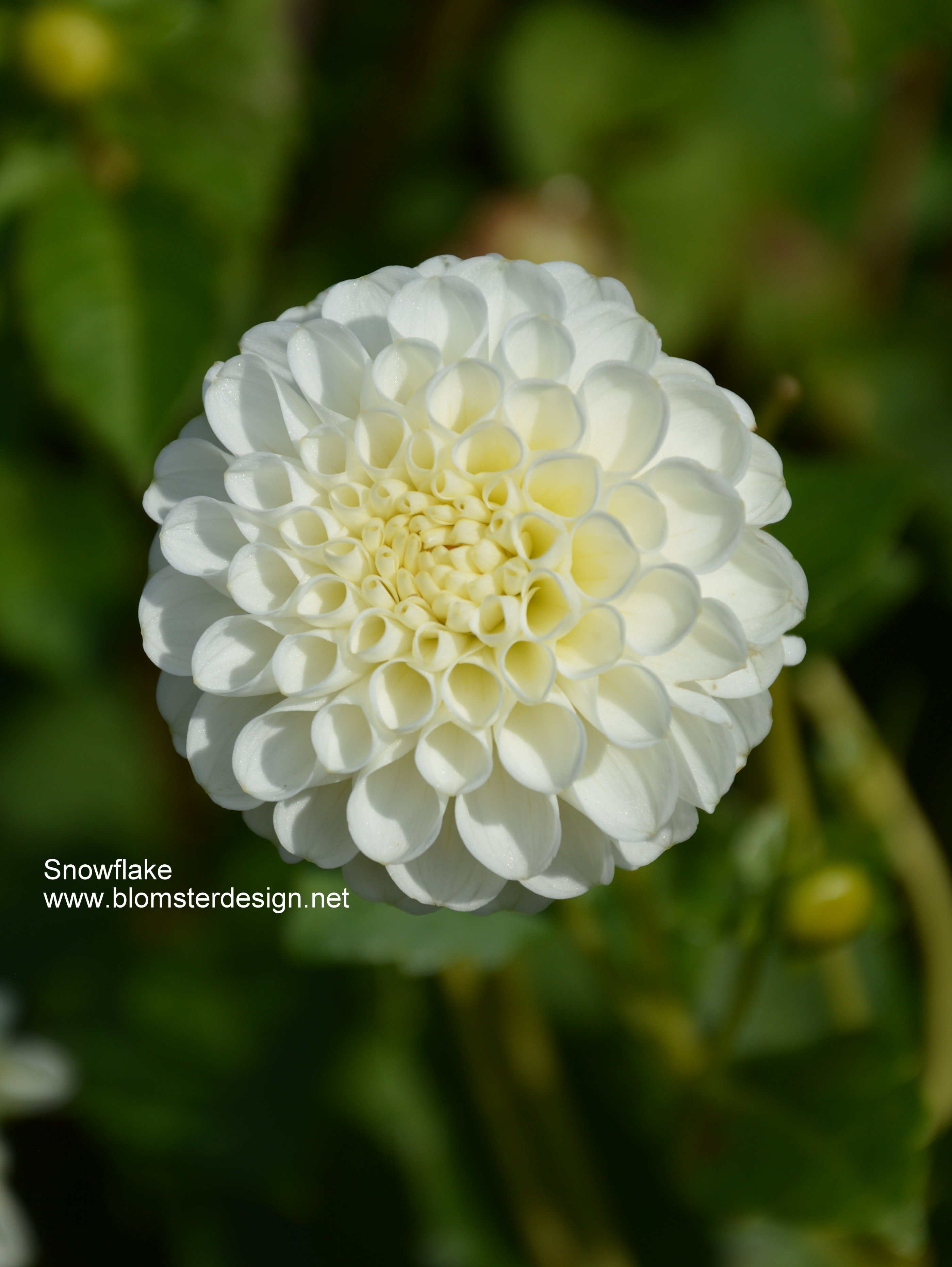 Dahlia Snowflake