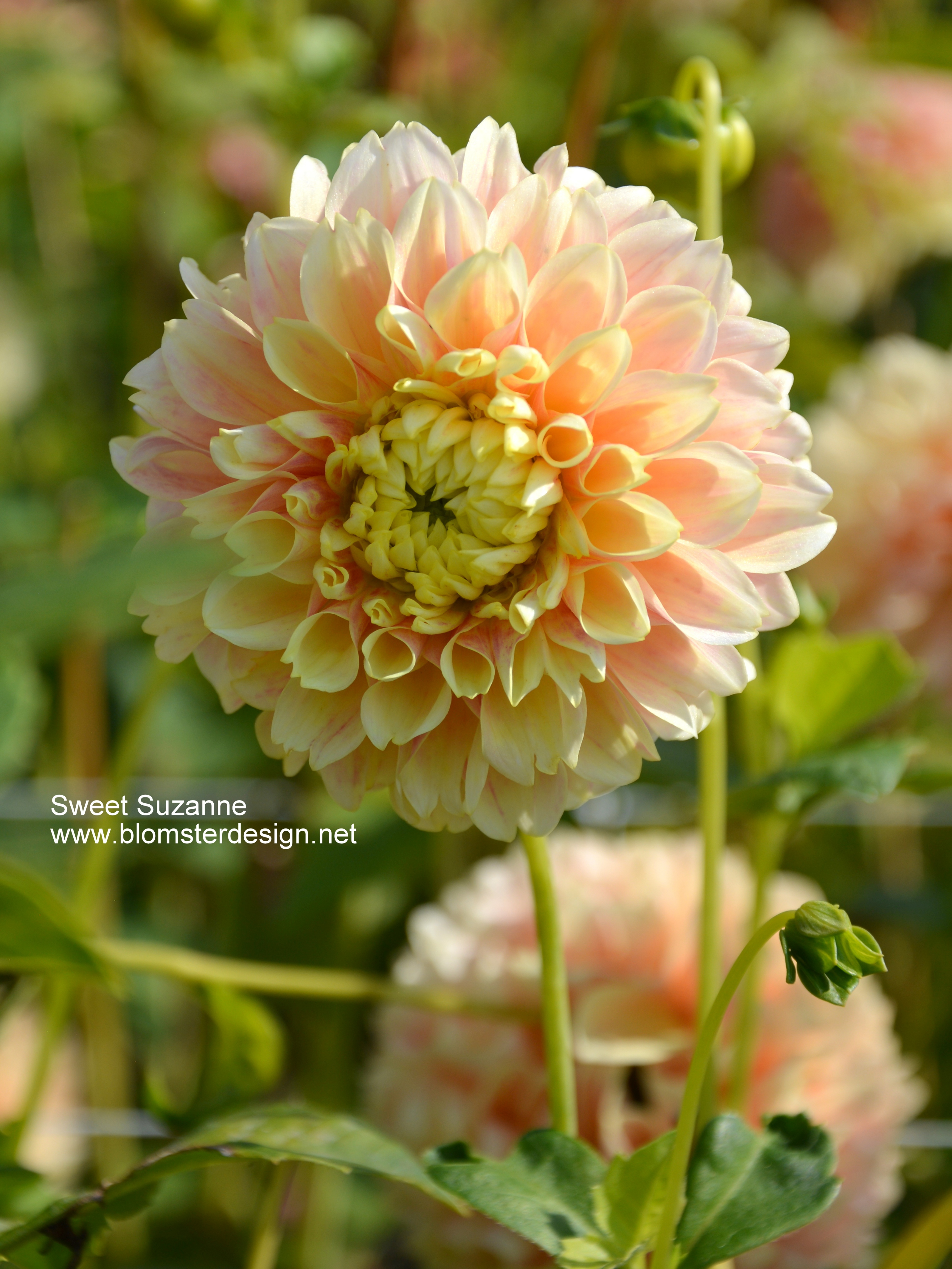 Dahlia Sweet Suzanne