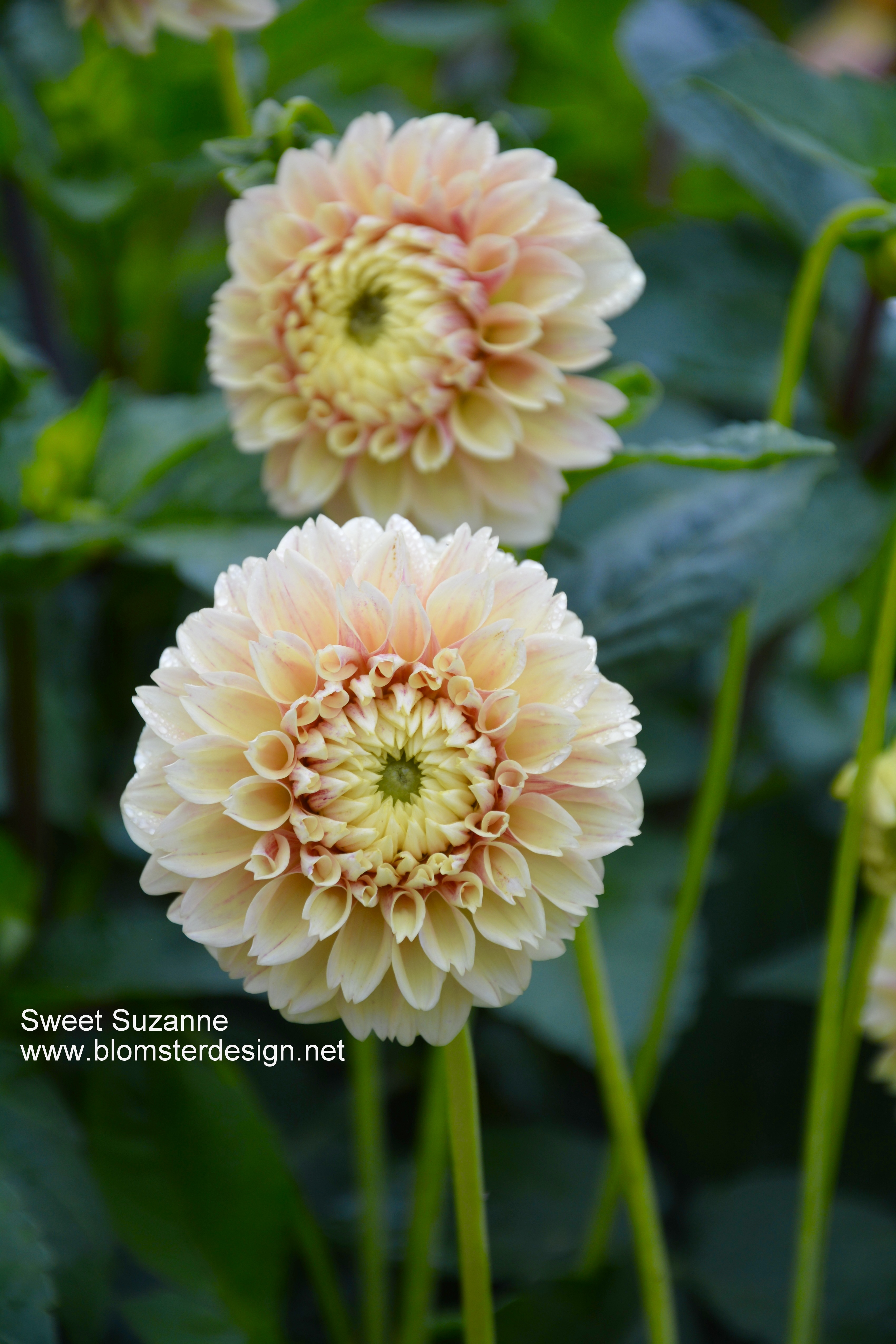 Dahlia Sweet Suzanne