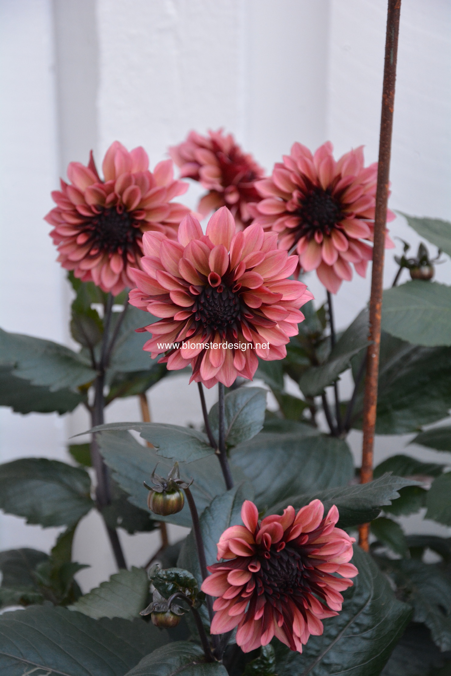 Dahlia Night Silence  - 3