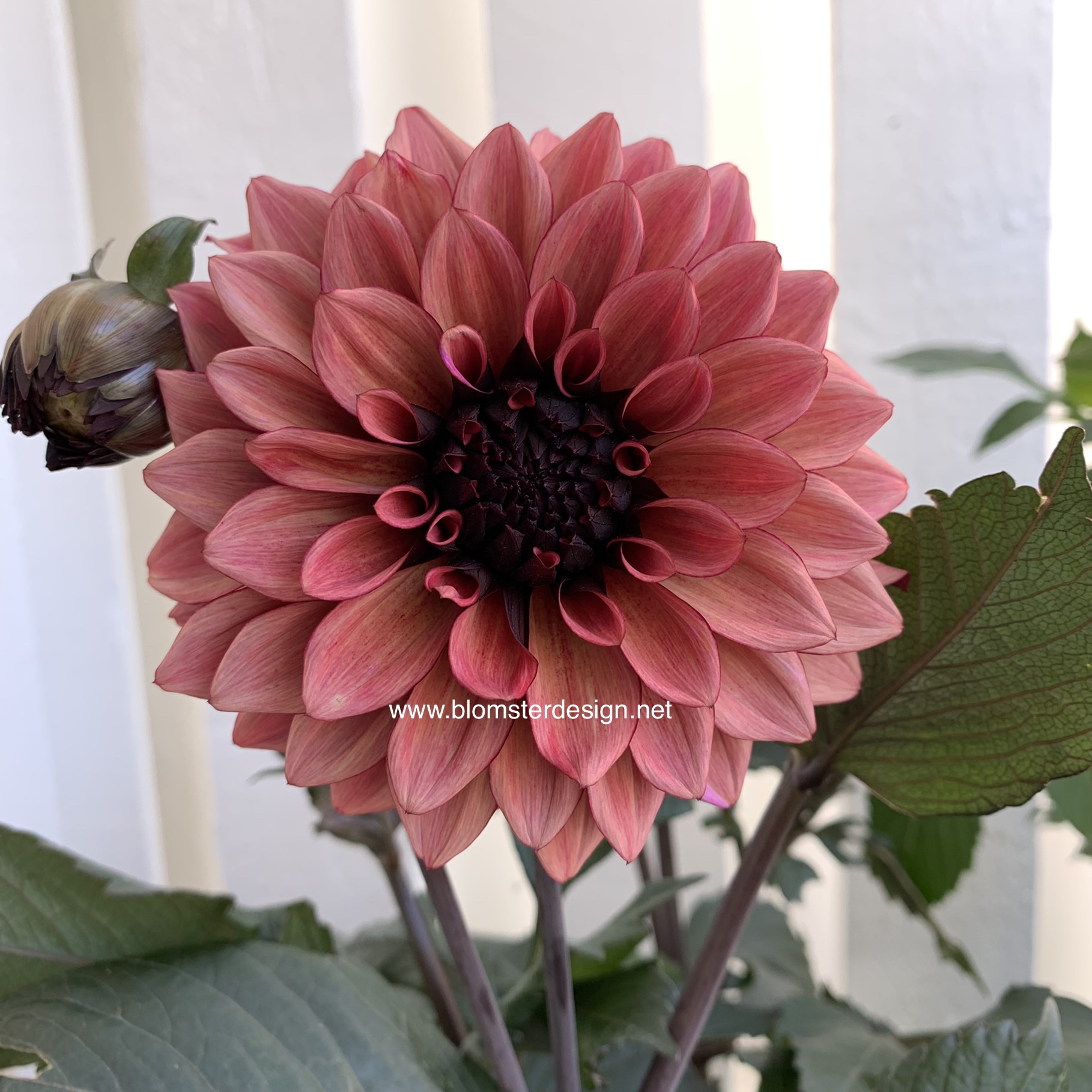 Dahlia Night Silence 