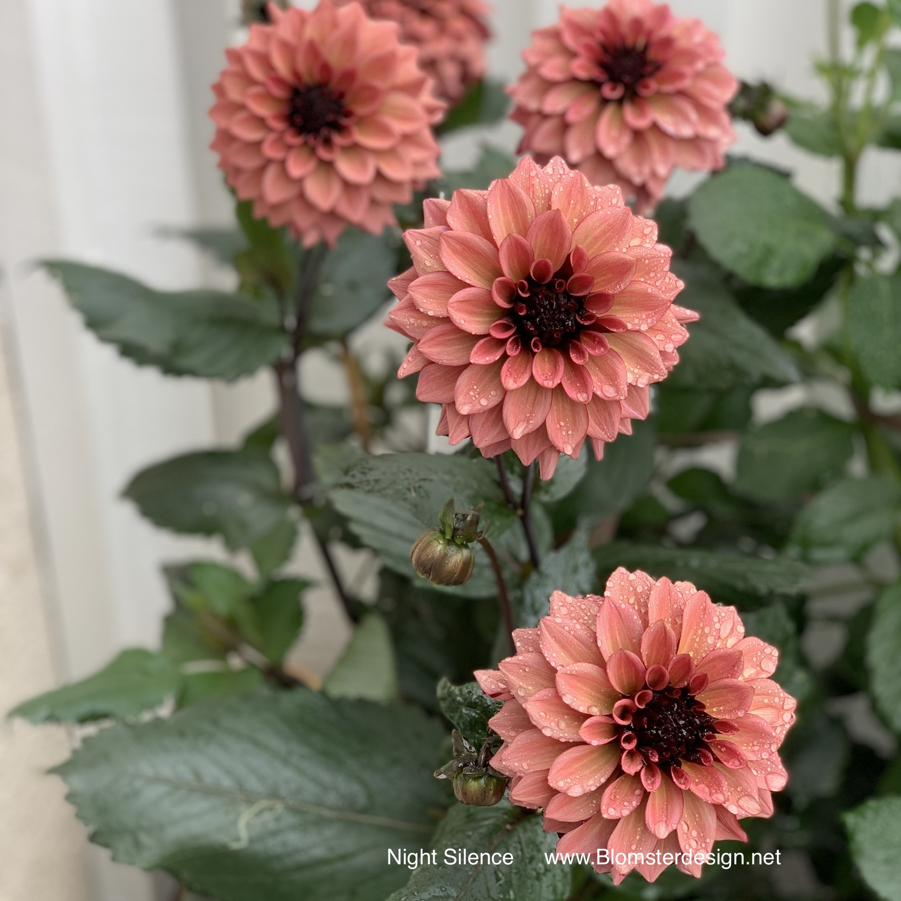Dahlia Night Silence  - 5