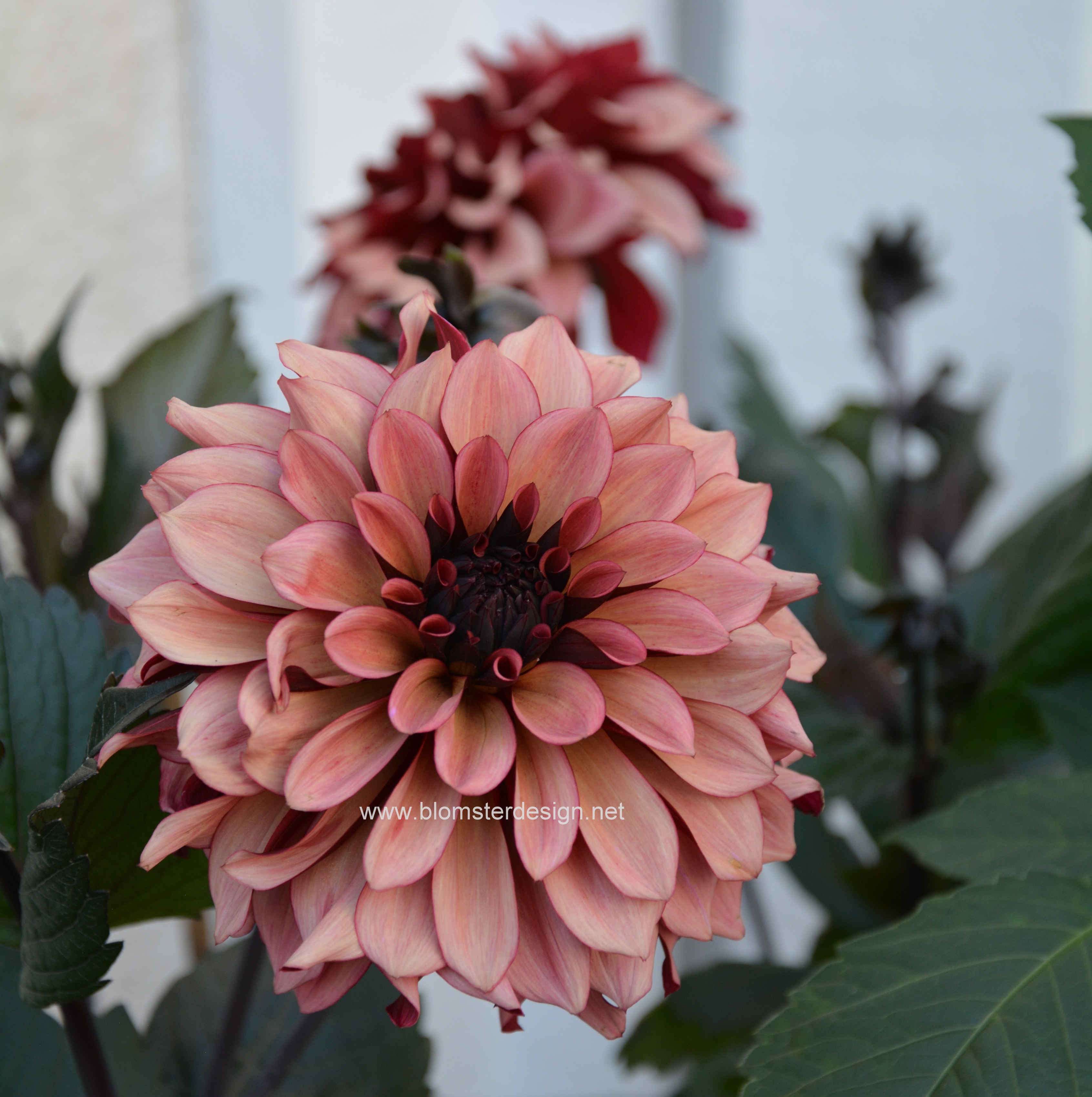 Dahlia Night Silence 