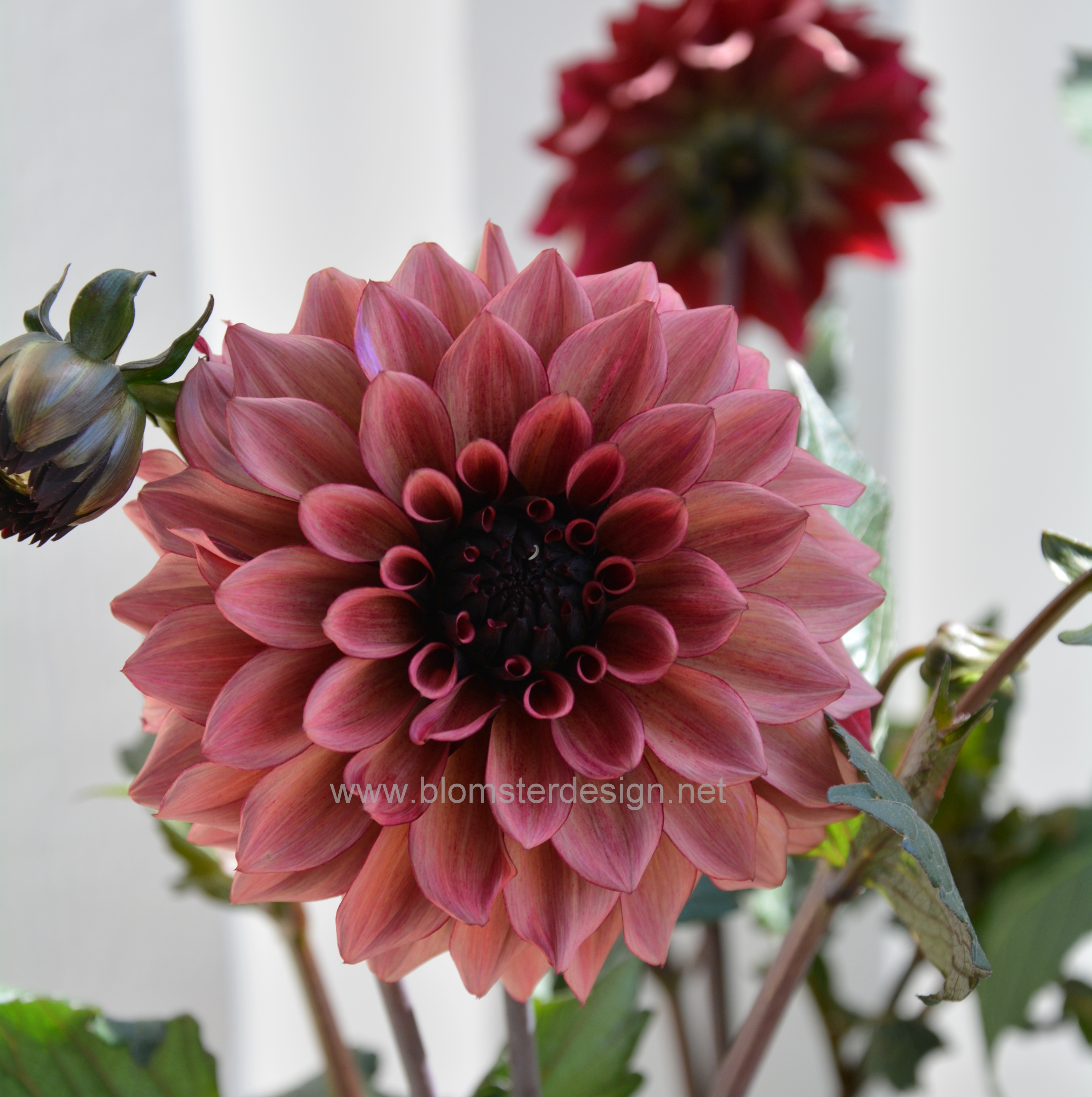 Dahlia Night Silence  - 4