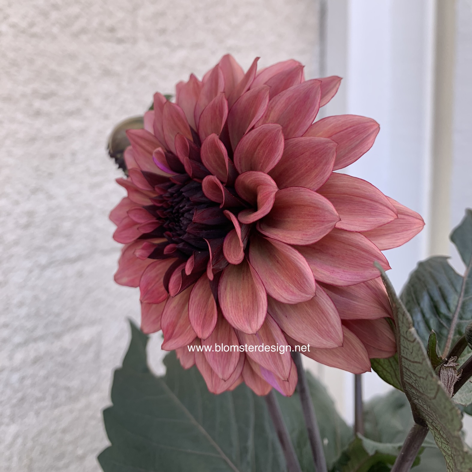Dahlia Night Silence  - 6