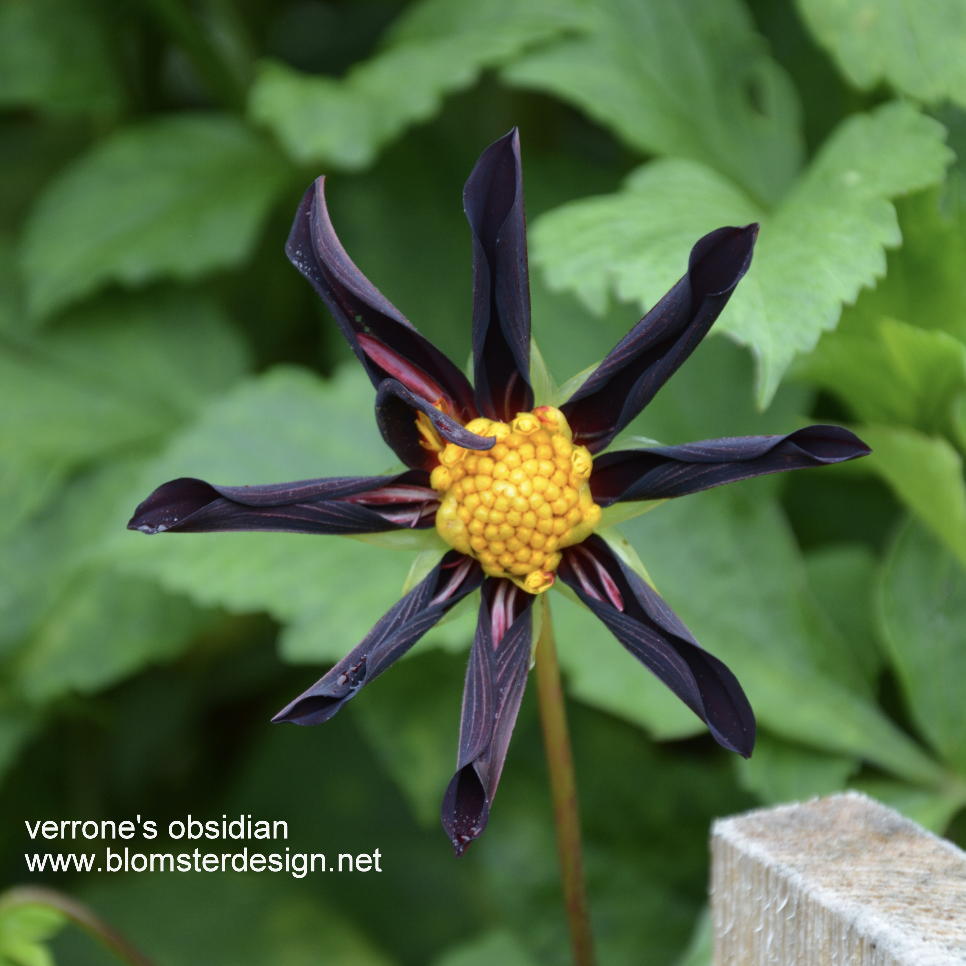 Dahlia Verrone´s Obsidian - Blomsterdesign I Landskrona