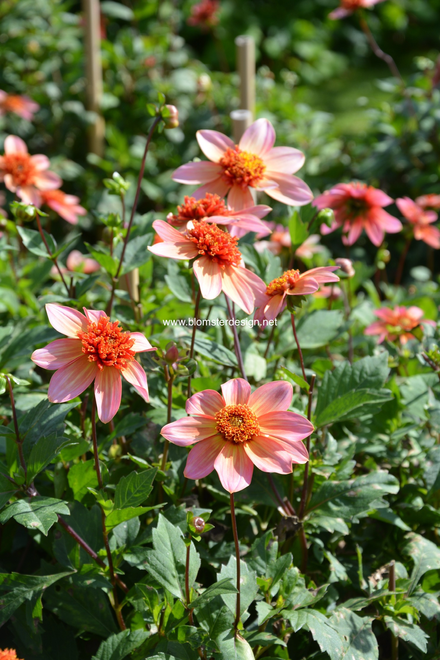 Dahlia Totally Tangerine Blomsterdesign i Landskrona