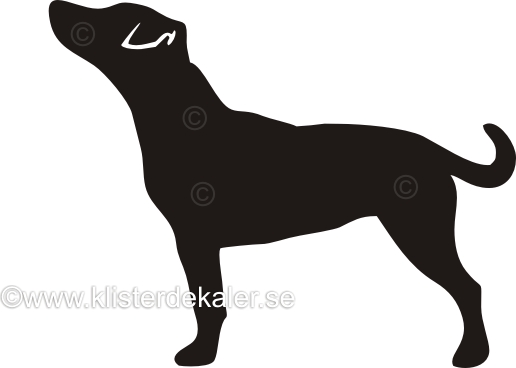 Bildekal Jack Russell Terrier profil 1