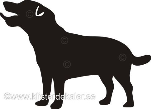 Jack Russell Terrier profile 3