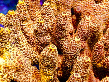 Acropora Millepora OOL Lava Jewel