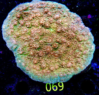 Echinophyllia spp. chalice