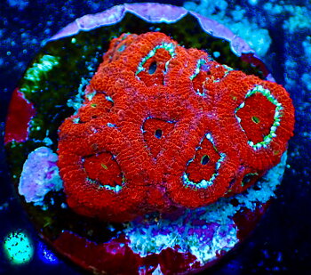 Micromussa amakusensis Super Red