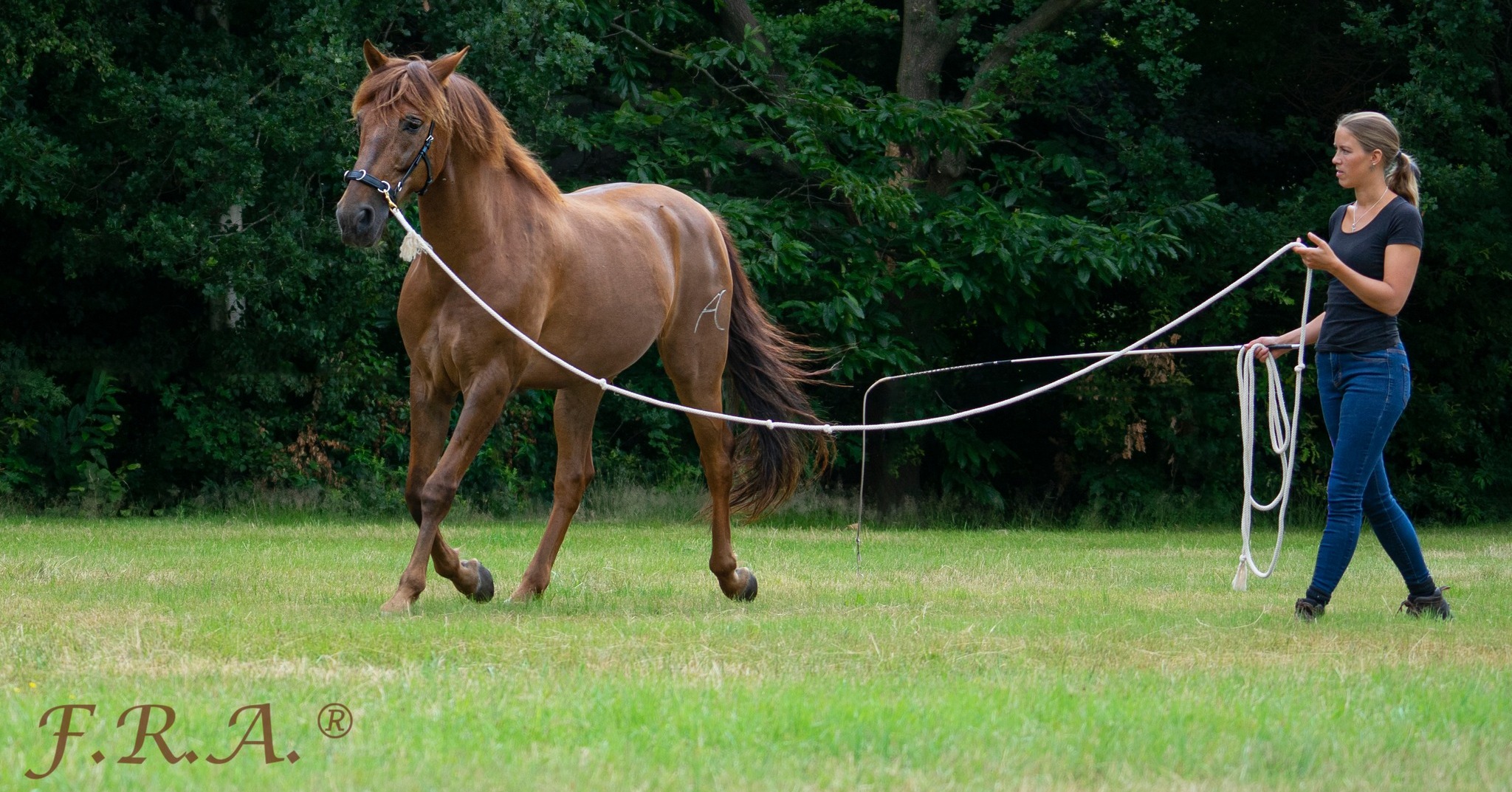 F.R.A® Natural horsemanship, in cotton, 820 cm - 8