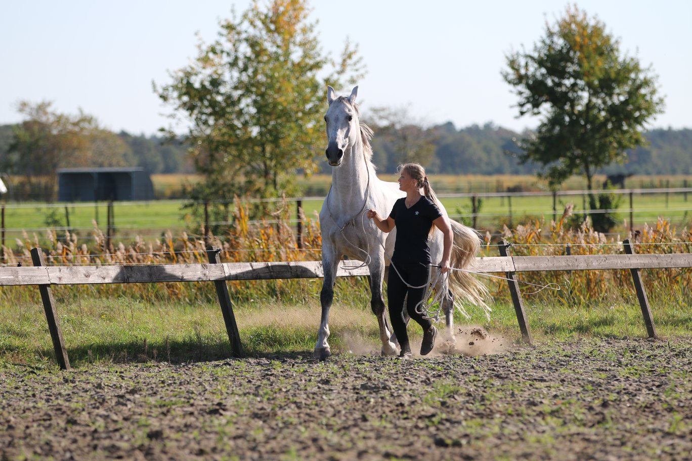 F.R.A® Natural horsemanship, in cotton, 820 cm - 10