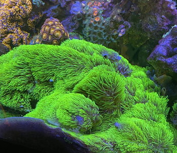 Green Star Polyps