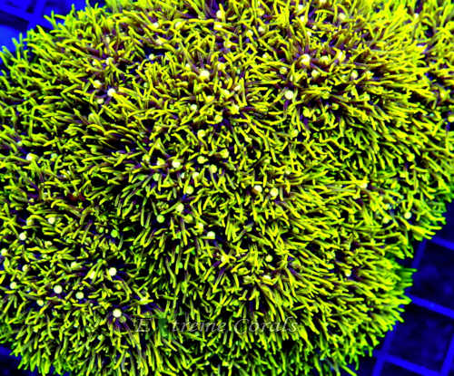 Green Star Polyps - 2