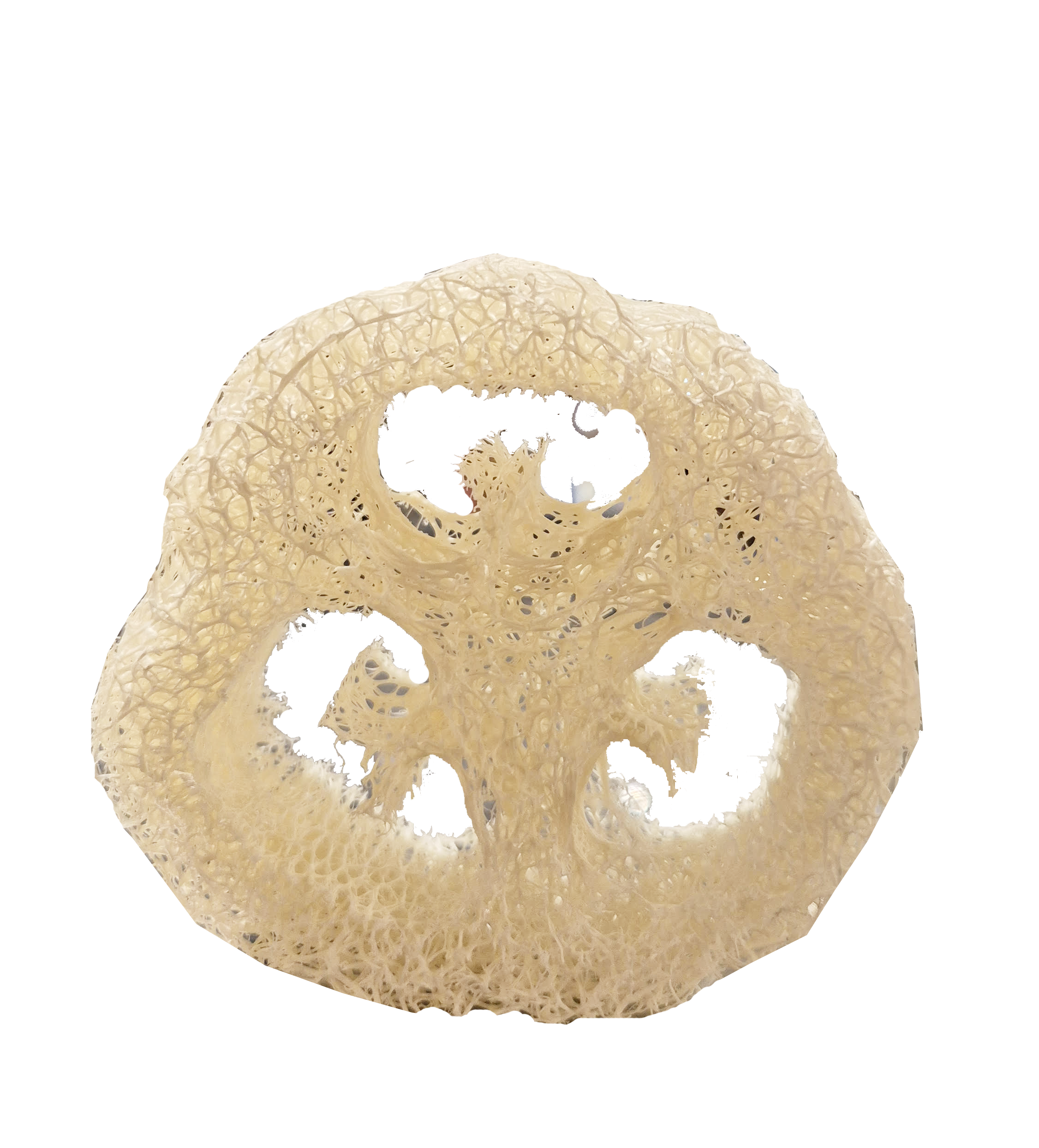 Tvålunderlägg Loofagurka Meretes Ekobutik