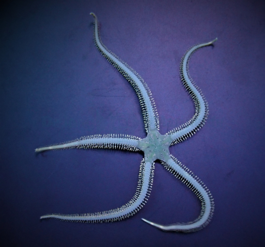 Ophiarachna incrassata (reef safe)