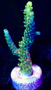 Acropora Latistella Bali OOL Yellow harmony