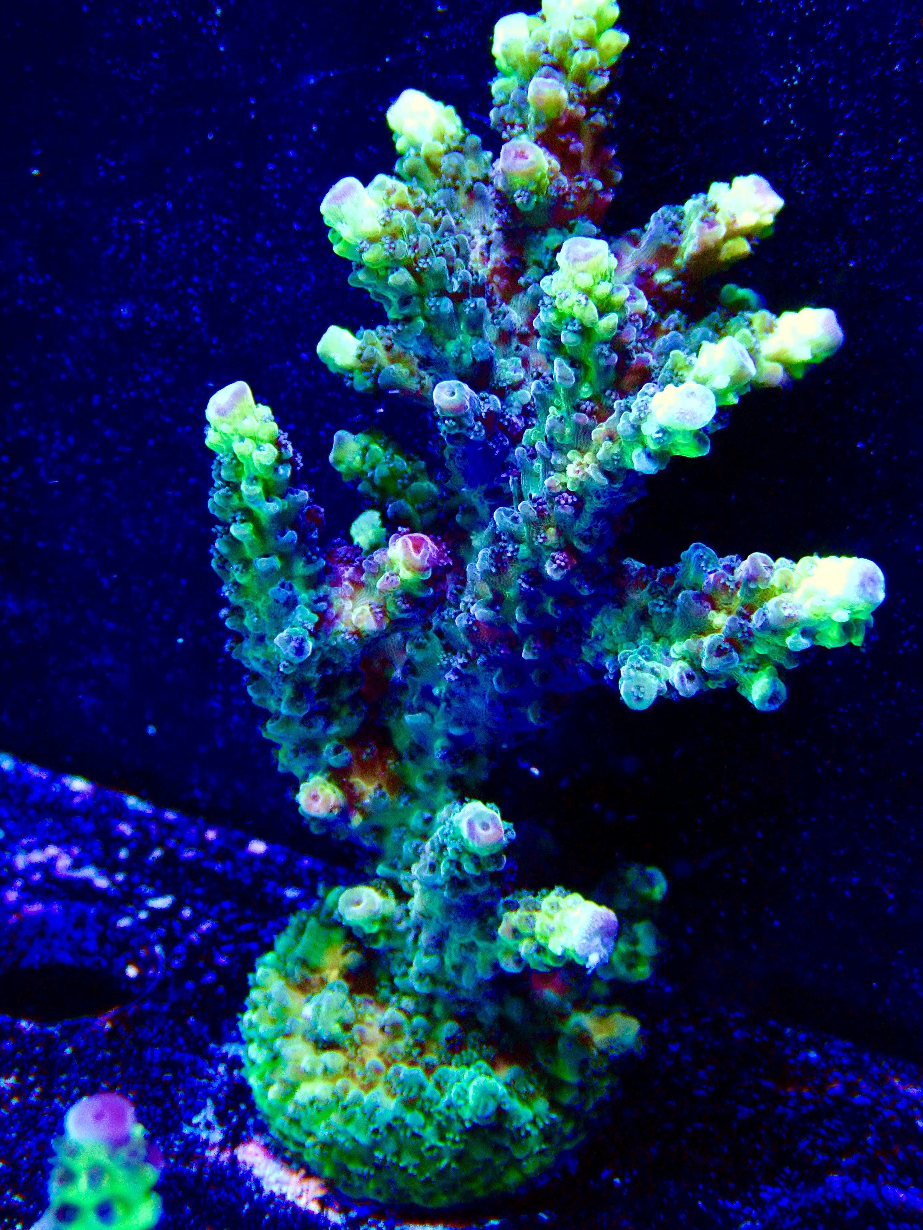 Acropora Latistella Bali OOL Yellow harmony