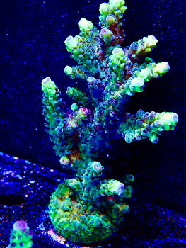 Acropora Latistella Bali OOL Yellow harmony