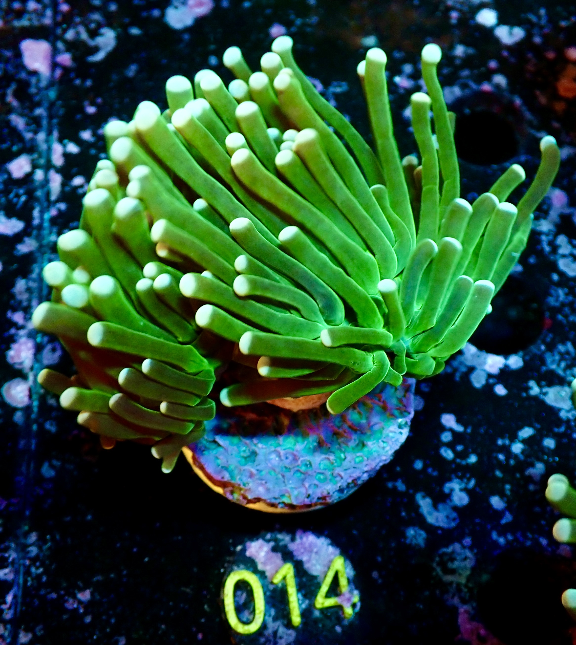 Euphyllia glabrescens Torch