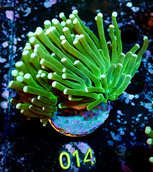 Euphyllia glabrescens Torch