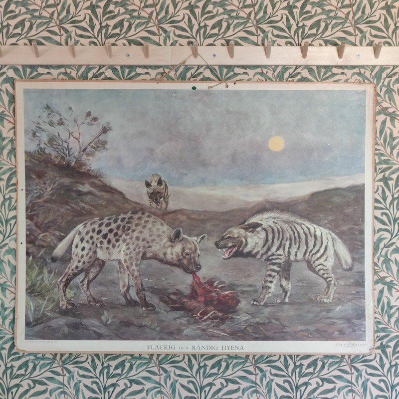 Fläckig och Randig Hyena plansch från tiden