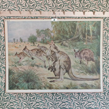 Känguru plansch från tiden