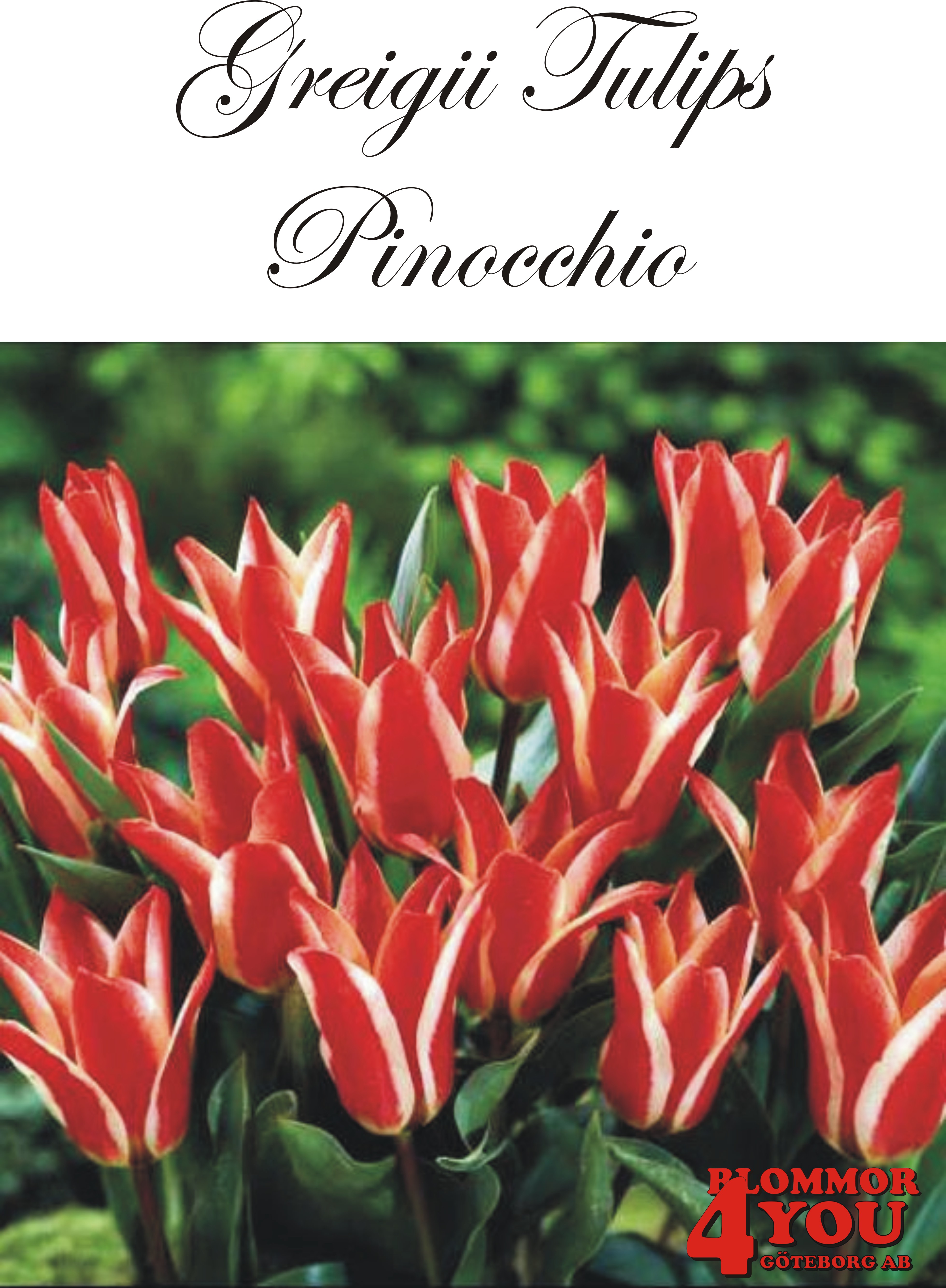80810   PINOCCHIO       PÅFÅGELSTULPAN
