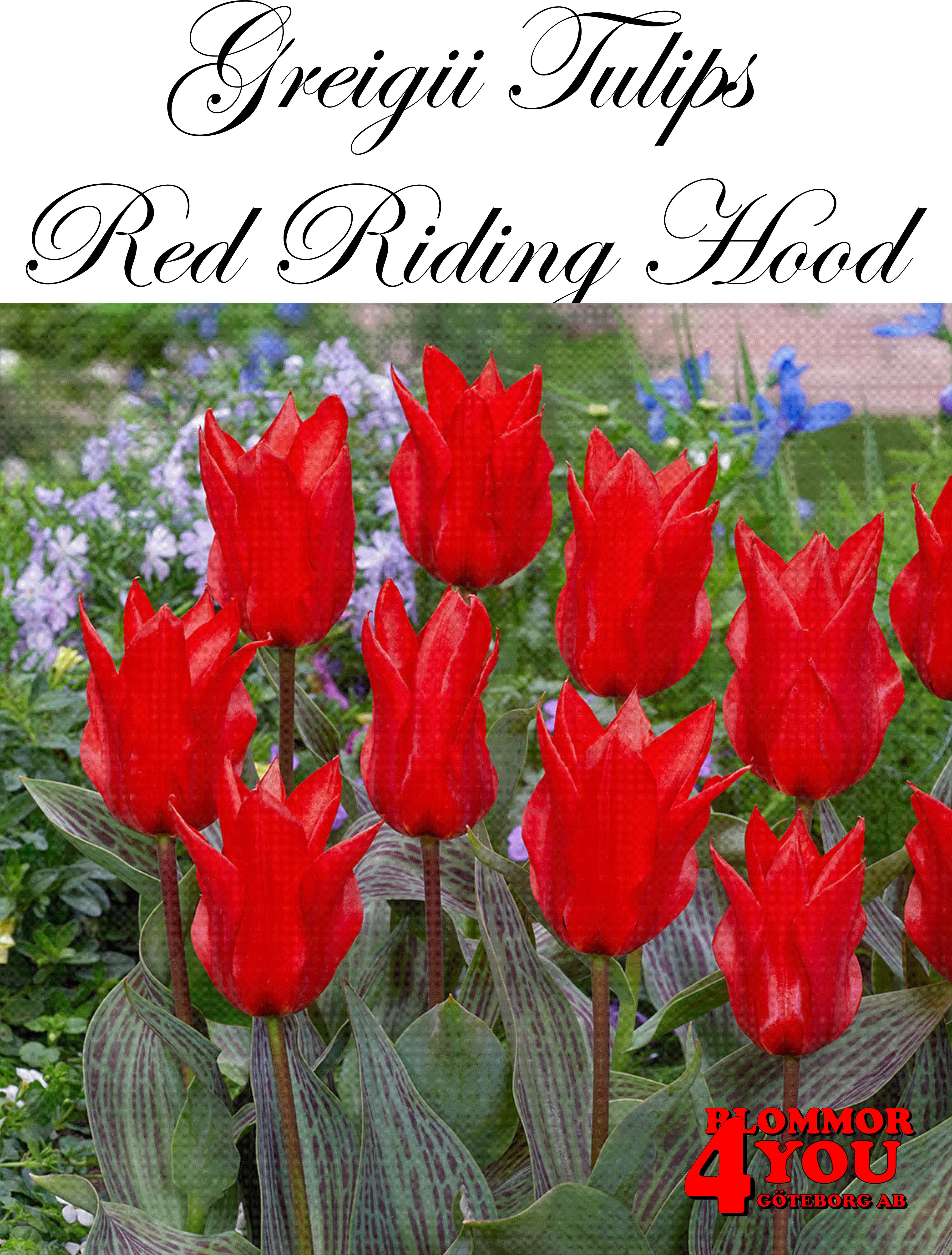 80820RED RIDING HOOD    PÅFÅGELSTULPAN