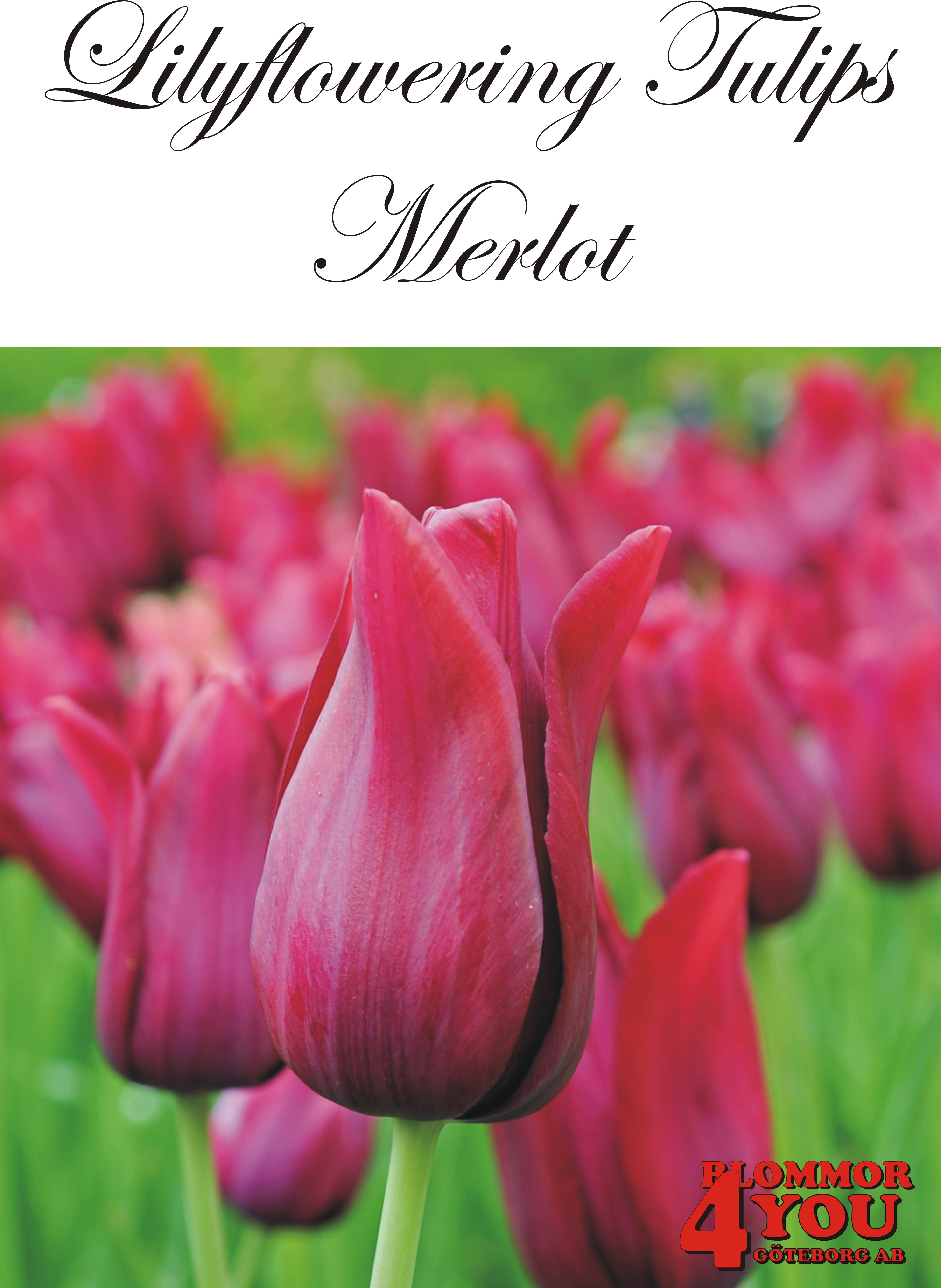 80870   MERLOT       LILJEBLOMMANDE TULPAN
