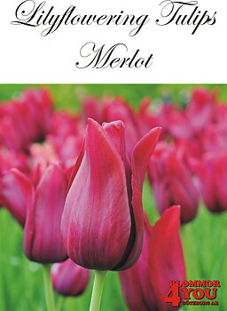 80870   MERLOT       LILJEBLOMMANDE TULPAN