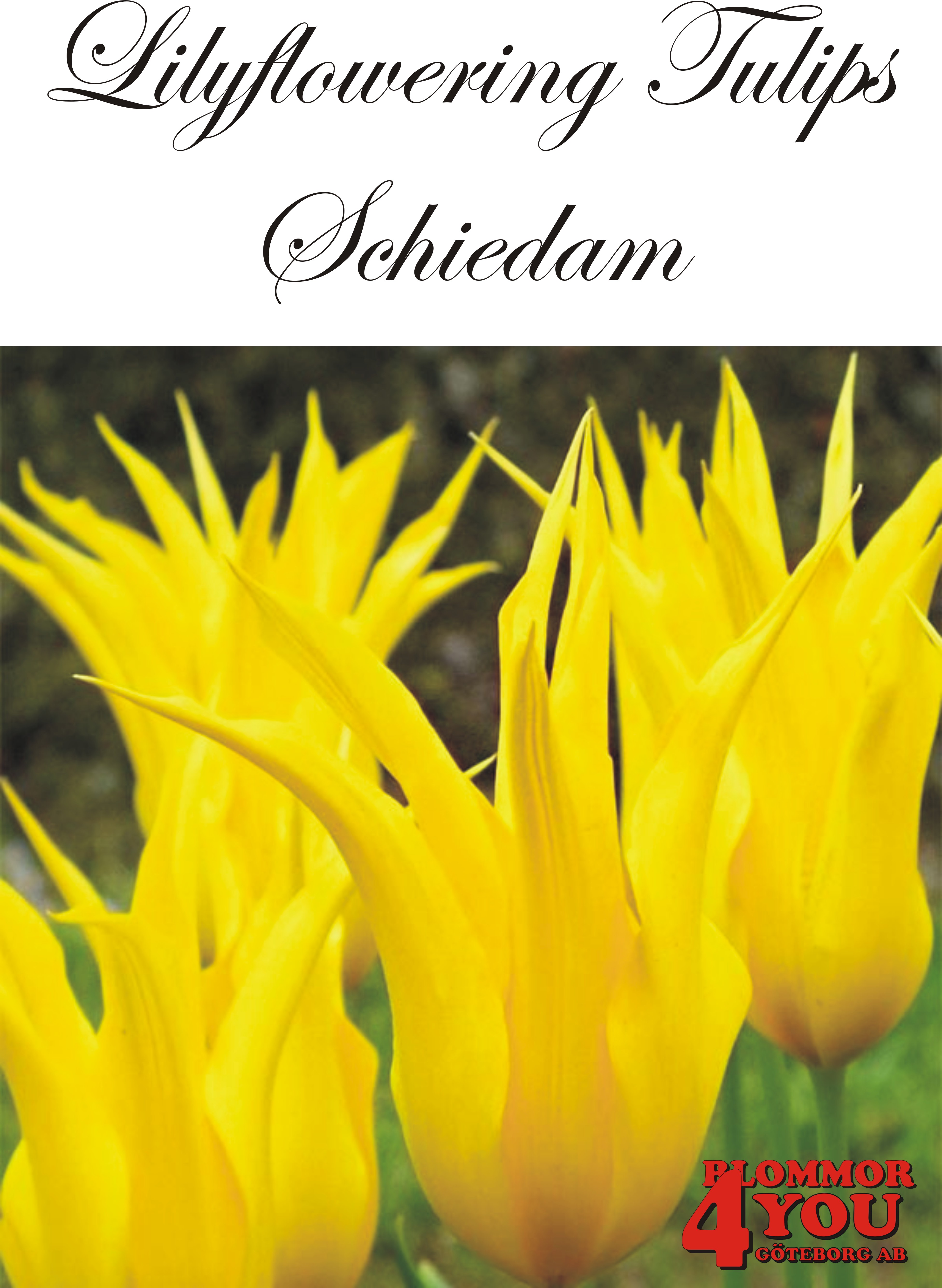 80895   SCHIEDAM        LILJEBLOMMANDE TULPAN