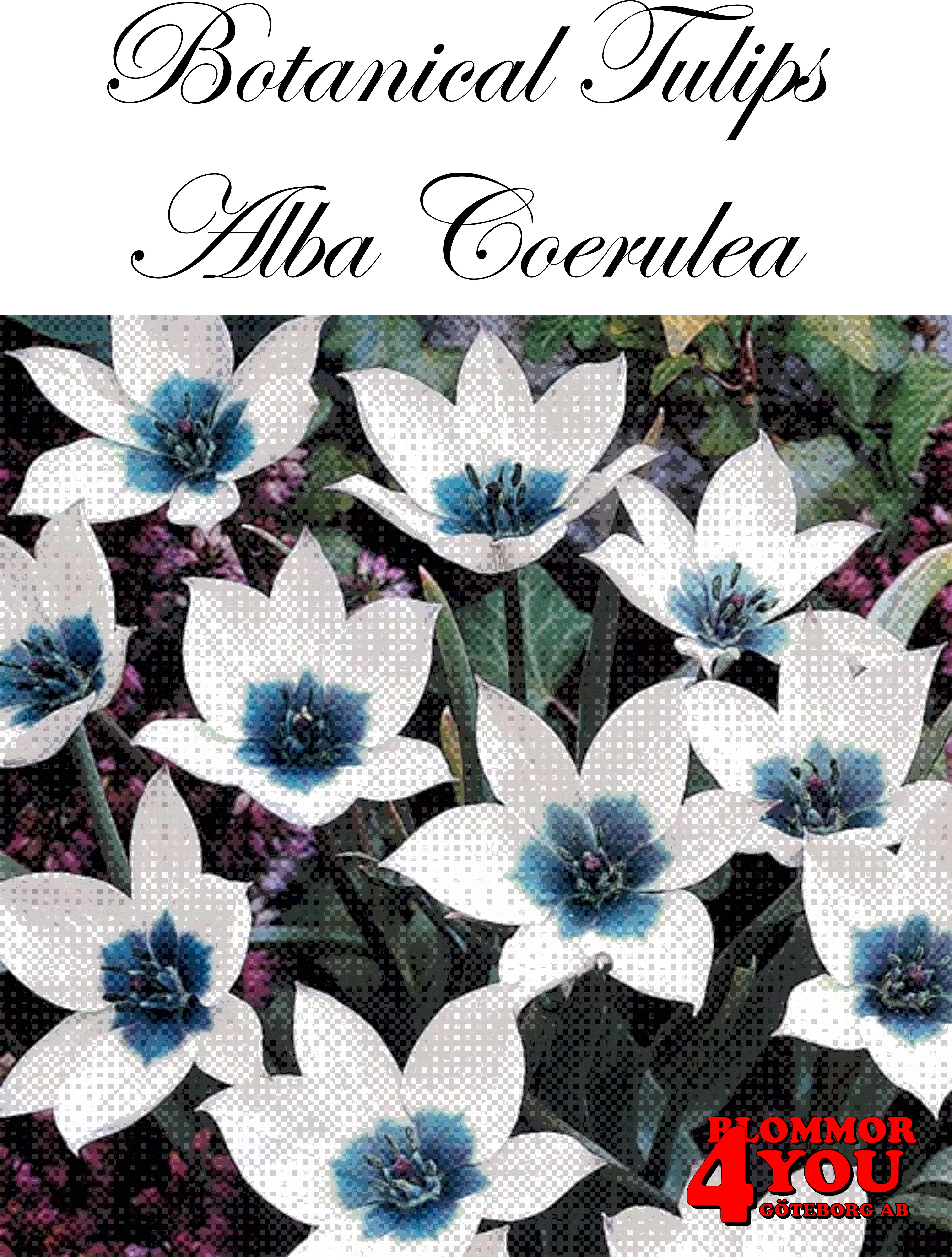 80905   ALBA COERULEA       BOTANISK TULPAN
