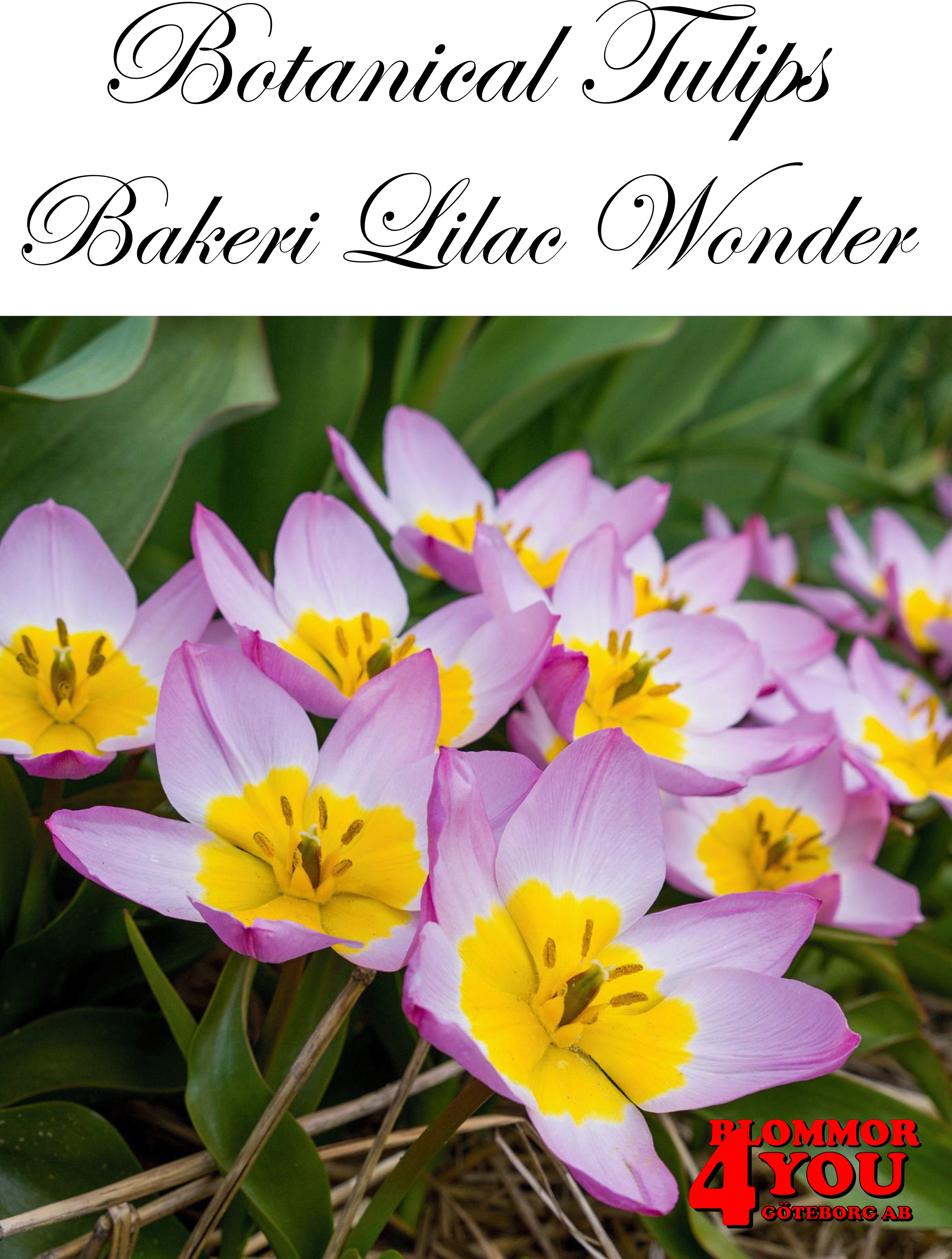 80910  BAKERI LILAC WONDER      BOTANISKTULPAN