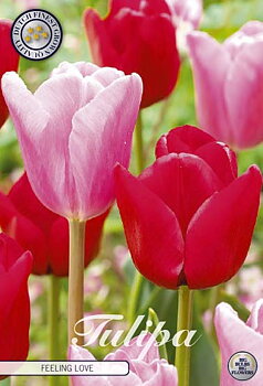 81100  FEELING LOVE      GARDENMIX TULPAN