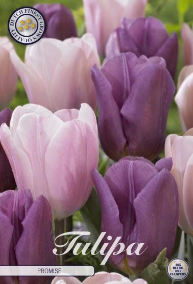 81125   PROMISE        GARDENMIX TULPAN