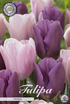 81125   PROMISE        GARDENMIX TULPAN