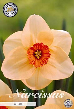 82005  NARCISSUS  ALTRUIST      LARGE CUPPED