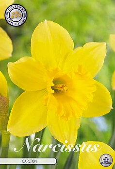 82025  NARCISSUS  CARLTON      TRUMPET