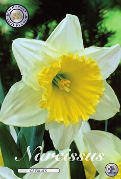 82050  NARCISSUS  ICE FOLLIES      LARGE CUPPED