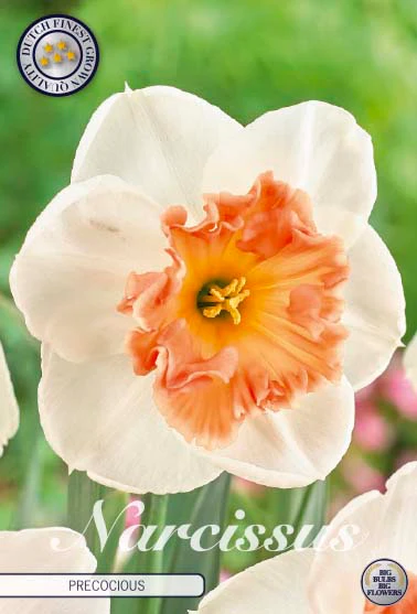 82075  NARCISSUS  PRECOCIOUS      TRUMPET