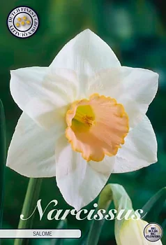 82090  NARCISSUS  SALOME      TRUMPET