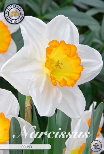 82095  NARCISSUS  SOUND       TRUMPET
