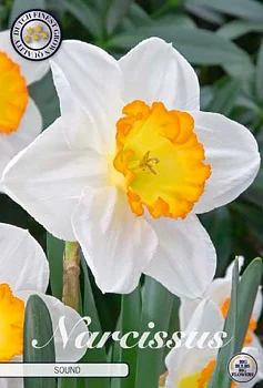 82095  NARCISSUS  SOUND       TRUMPET