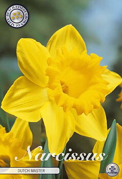 82030  NARCISSUS  DUTCH MASTER      TRUMPET