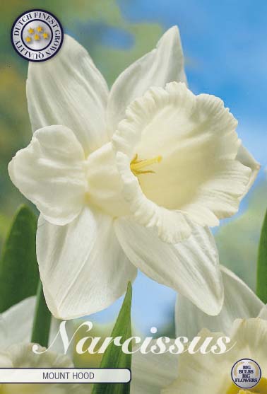 82065  NARCISSUS  MOUNT HOOD                TRUMPET