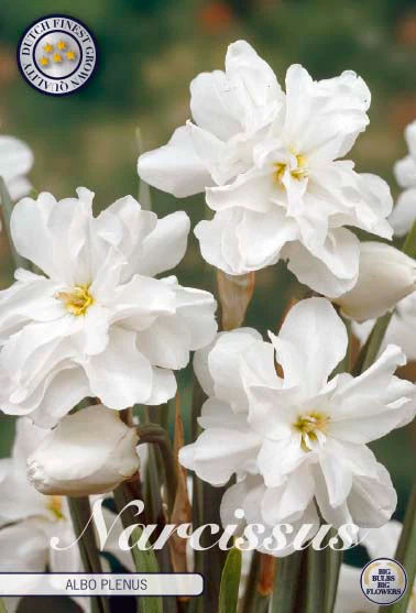 82110  NARCISSUS  ALBO PLENUS       DOUBLE